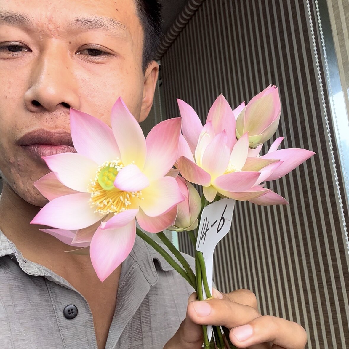 新品种《黛玉》微型碗莲种藕小苗姜永慧微莲苑小盆栽易养水生荷花