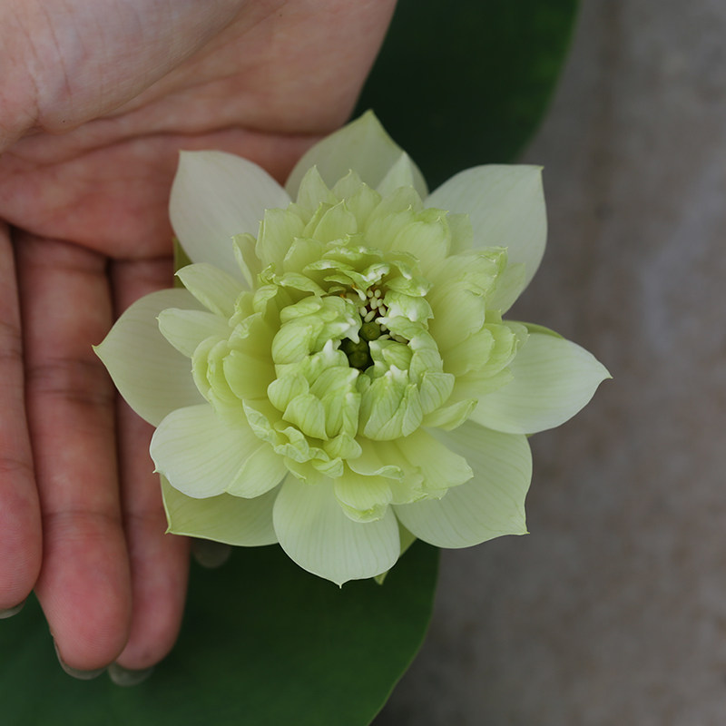 《青绿》微型碗莲种藕姜永慧微莲苑丰花早花小盆易养禅意荷花根苗