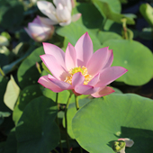 夏至 新品 种 微型碗莲种藕姜永慧微莲苑小盆易养禅意荷花根苗