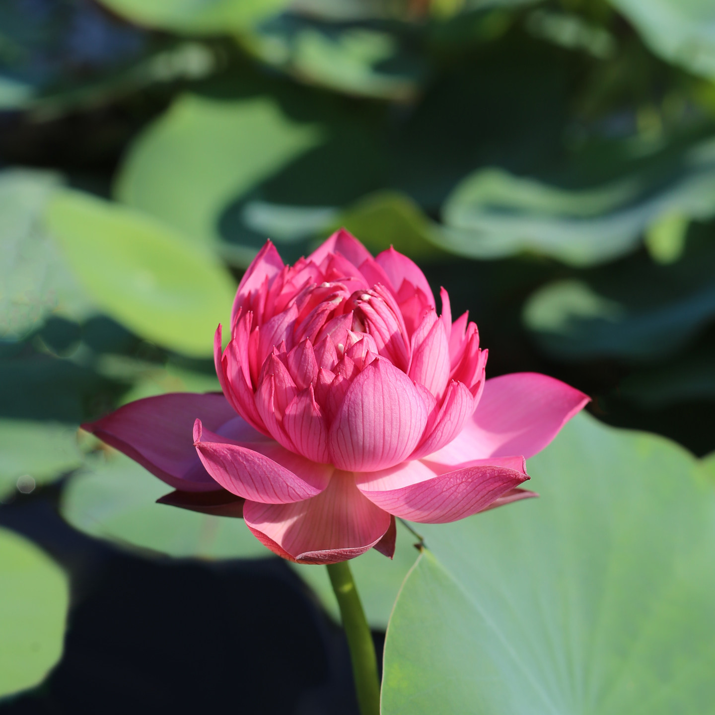 新品种《郸凤之舞》微型碗莲种藕姜永慧微莲苑小盆易养荷花根苗