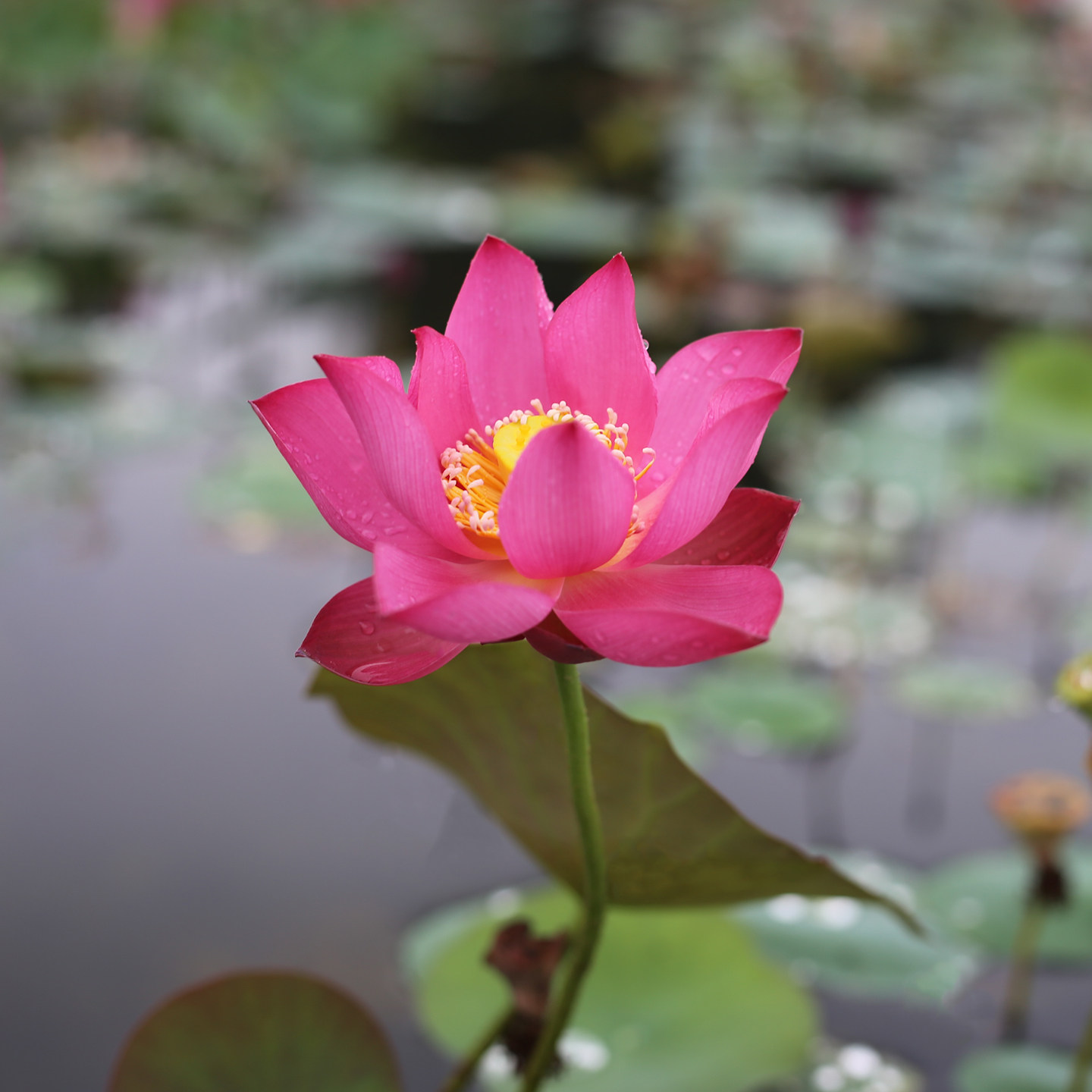 新品种《红锦》微型碗莲种藕小苗姜永慧微莲苑小盆易养水培荷花根