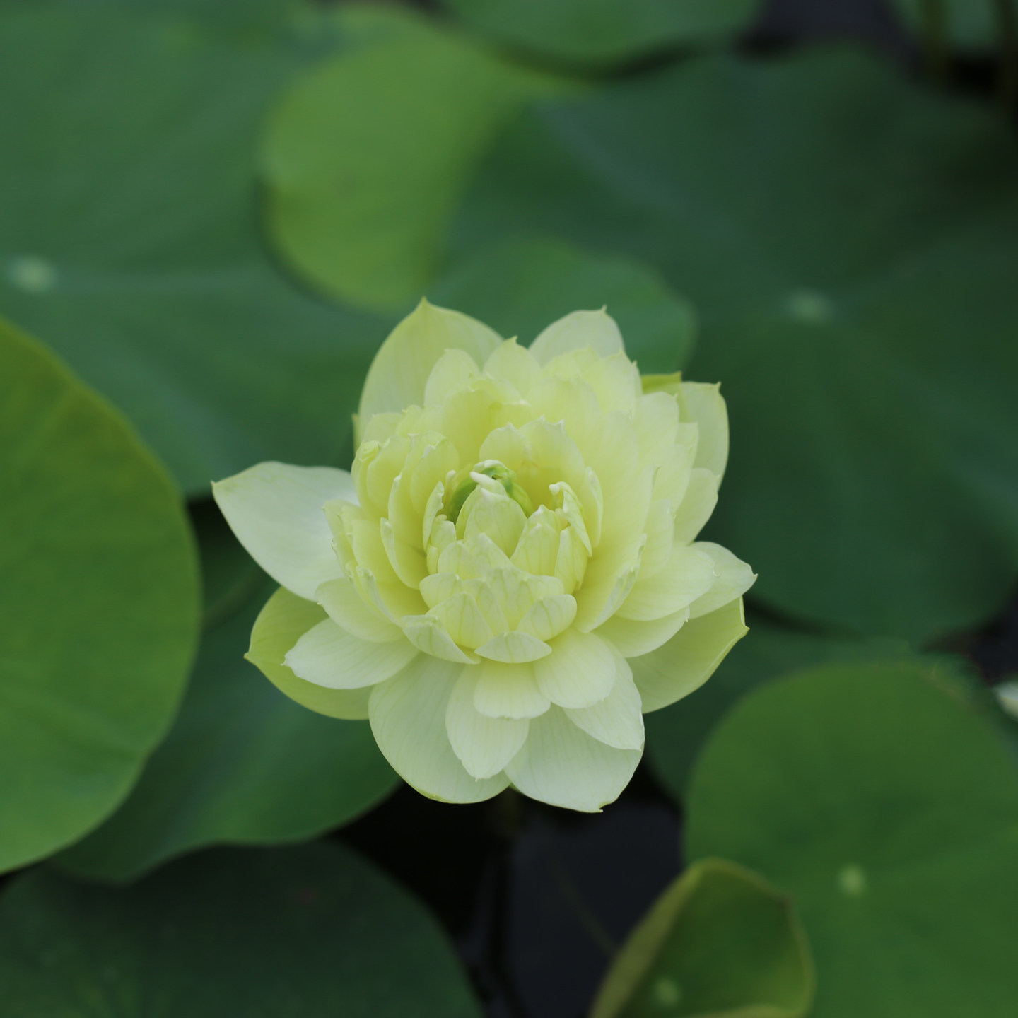 新品种《竹韵》微莲苑姜永慧微型碗莲种藕