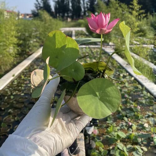 《小茶碗原盆》需备注编号