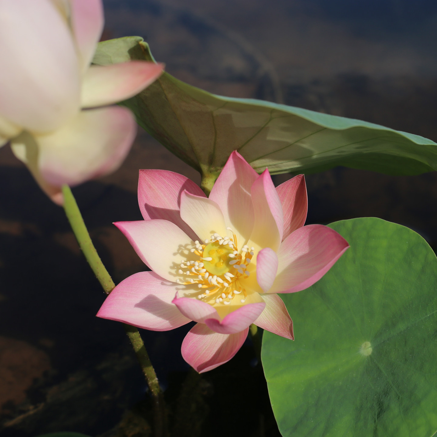 新品种《映月》微型碗莲种藕小苗姜永慧微莲苑小盆新手易养活荷花
