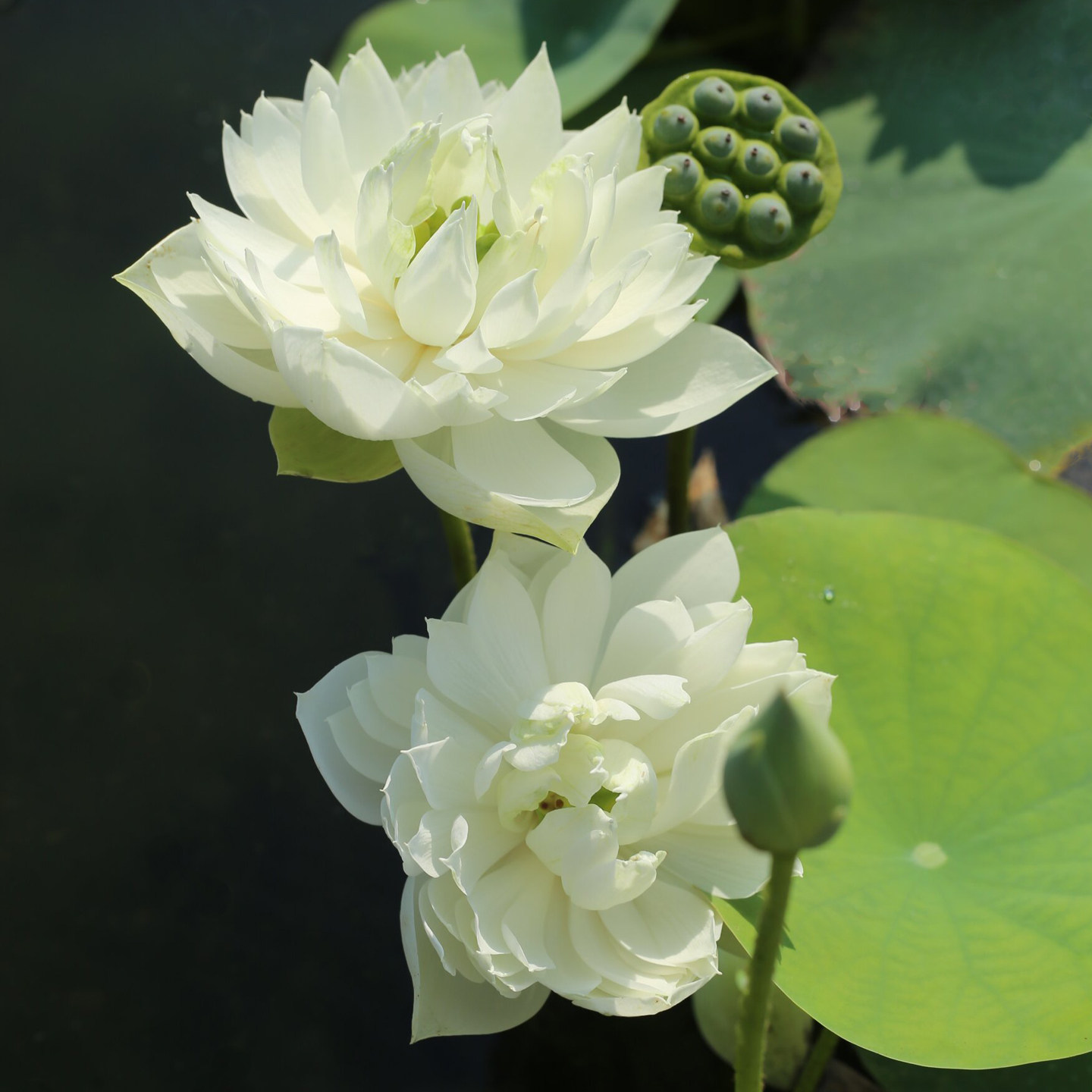 新品种《月笼沙》微型碗莲种藕小苗姜永慧微莲苑居家非四季赏荷花