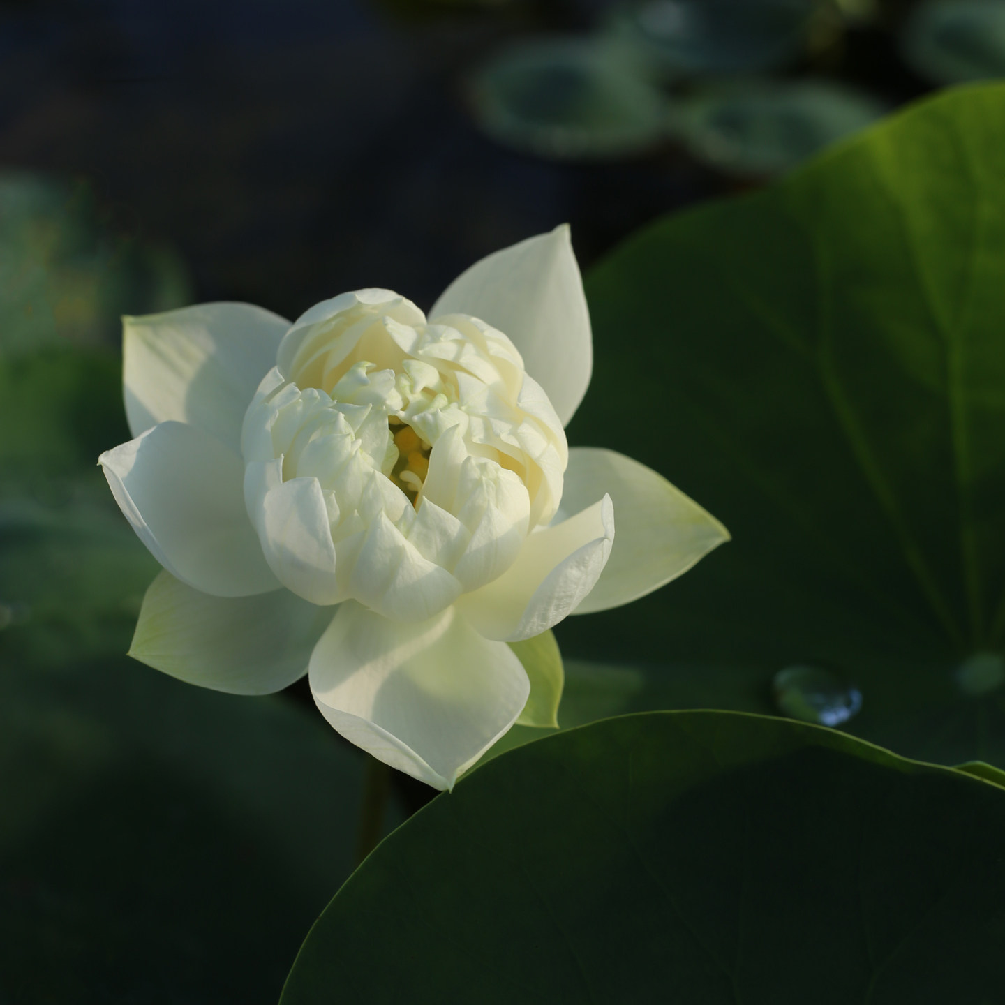 新品种《月见白》微型碗莲种藕小苗姜永慧微莲苑室内外观赏小荷花