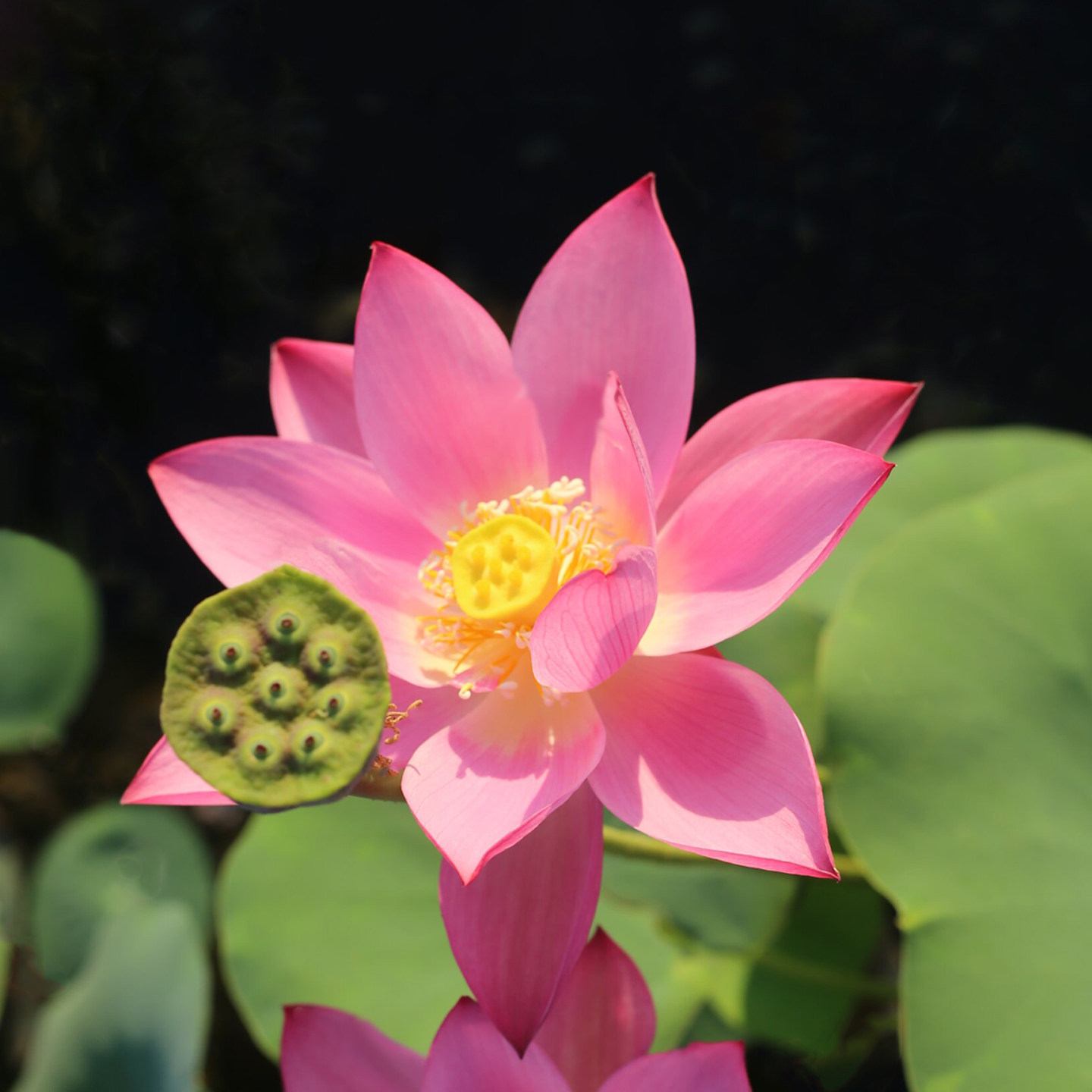 新品种《玄鸟》微型碗莲种藕小苗姜永慧微莲苑丰花早花易养水荷花