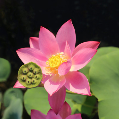 新品种《玄鸟》微莲苑姜永慧