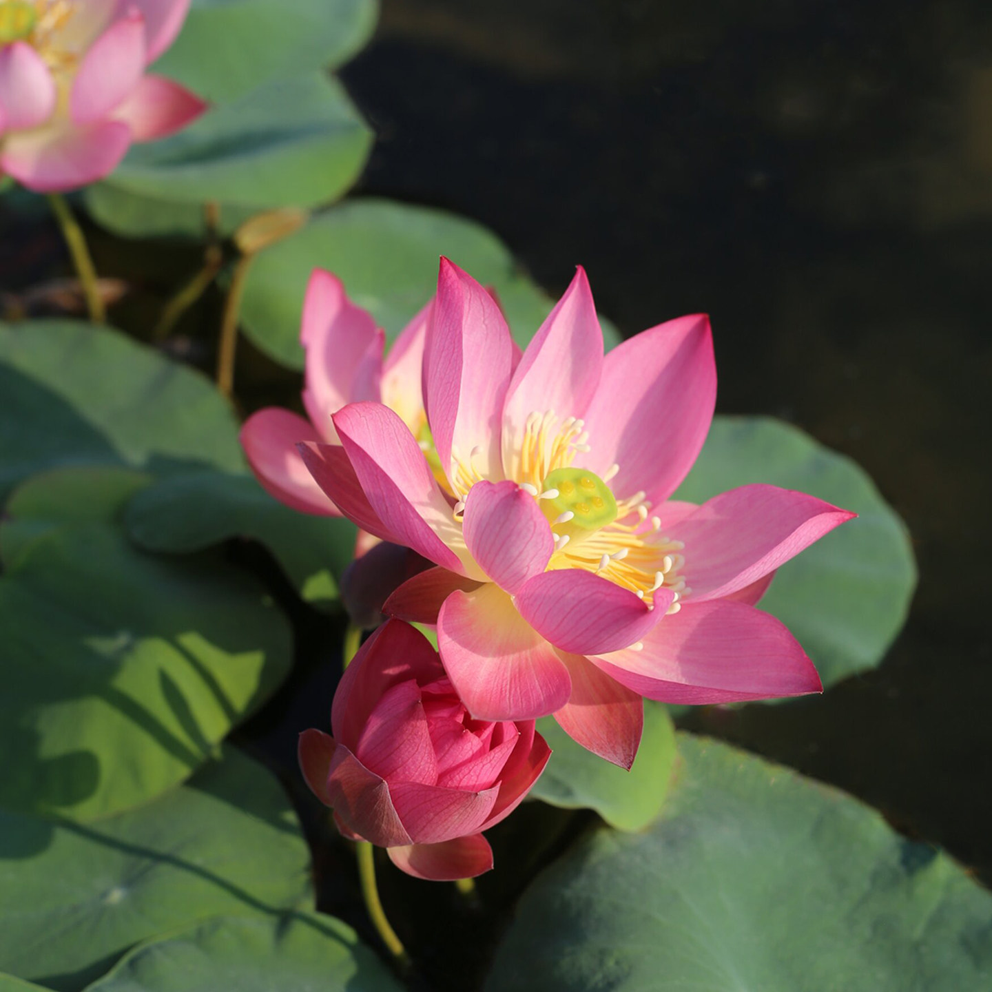 新品种《云兮》微型碗莲种藕小苗姜永慧微莲苑小盆易养水培荷花