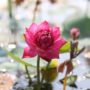 微莲®种藕合集《微莲苑 姜永慧》微型碗莲庭院阳台窗台露台荷花