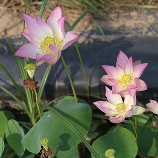 烟霞 姜永慧微莲苑微型碗莲成品室内外水生培植物开花迷你荷花
