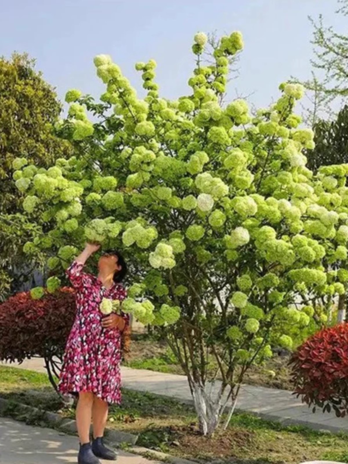 木本绣球中华斗绣球树苗四季开花