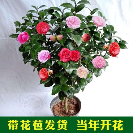 茶花盆栽带花苞四季开花山茶花苗室内植物好养五色赤丹浓香型花卉