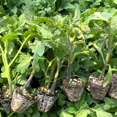 直播间活动小果子圣女番茄蔬菜秧种苗