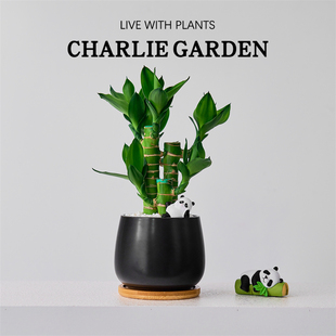 富贵竹室内植物节节高桌面绿植带根好养步步高花卉文昌竹客厅盆栽