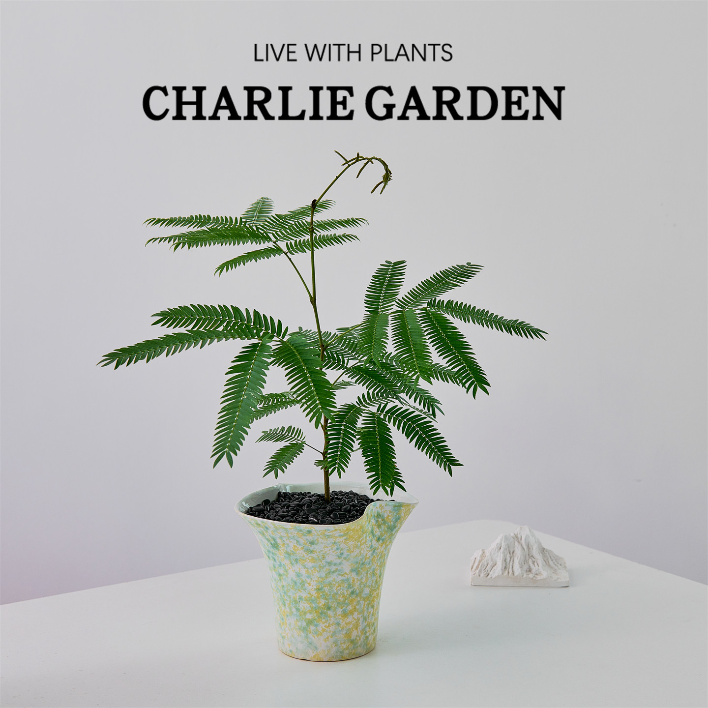 密叶猴耳环苔藓盆栽室内观叶植物桌面绿植INS风小众设计净化空气