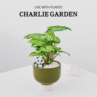 绿精灵办公室内桌面绿植花卉盆栽工位绿植节日送礼放轻松解压好养