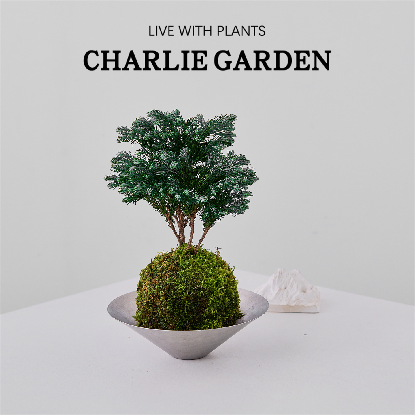 蓝松苔藓球办公室内桌面绿植