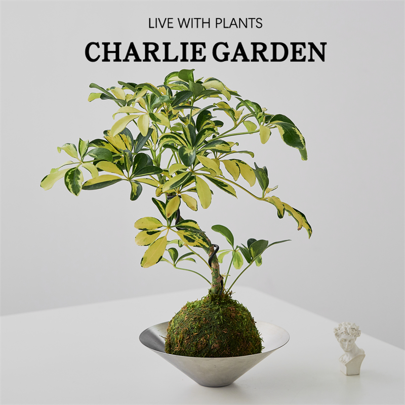 送礼八方来财鸭脚木盆栽室内绿植