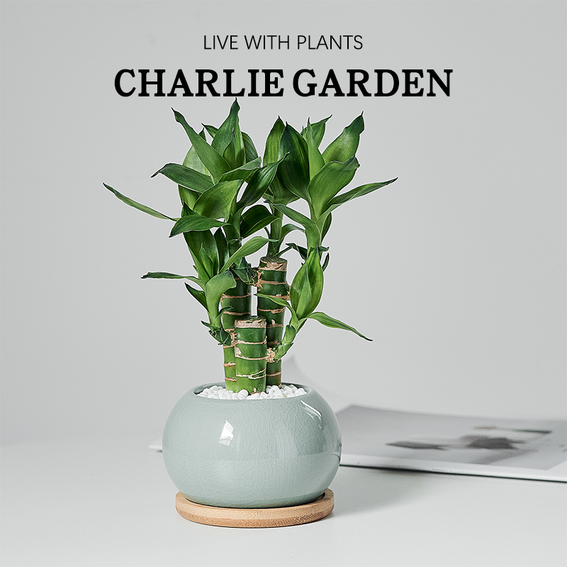 富贵竹室内办公室净化空气好养活