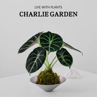 黑天鹅苔藓球办公室内桌面绿植花卉盆栽植物软装节日送礼解压好养