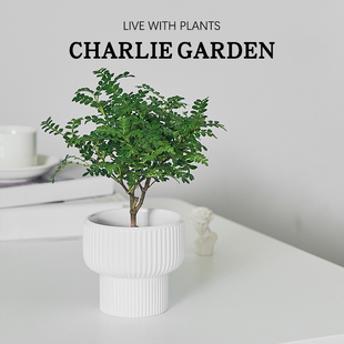 正宗清香胡椒木盆栽花卉室内外驱蚊草植物树苗老桩盆景九里香绿植