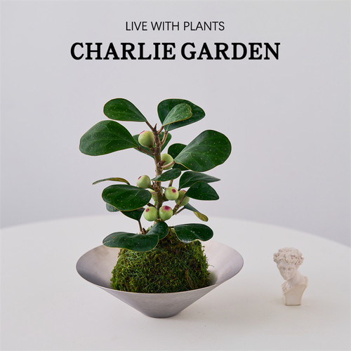 小盼菩提苔藓球盆栽植物净化