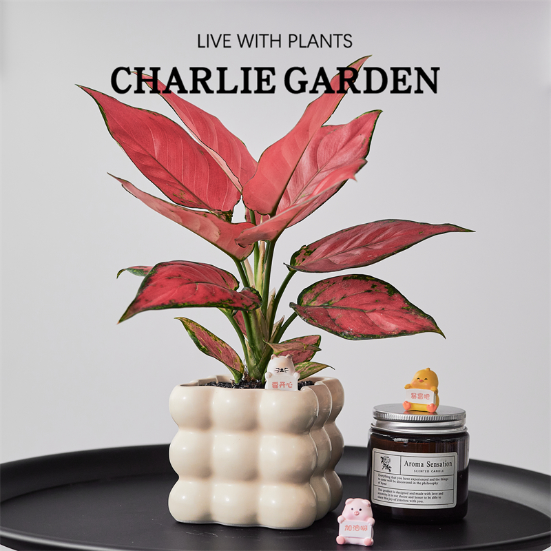 客厅高级感室内好养活吉利红盆栽