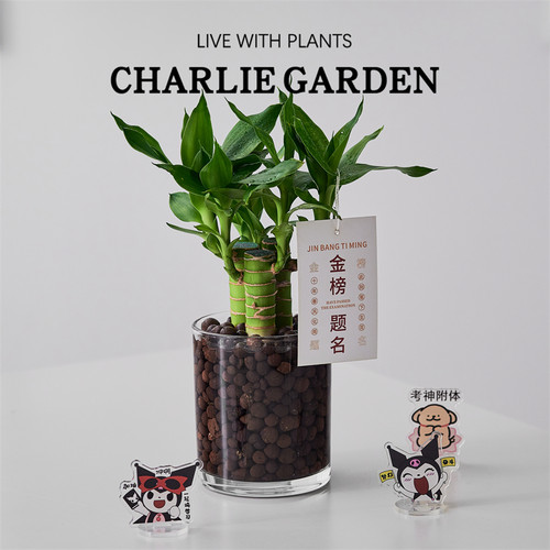 桌面盆栽金榜题名绿植净化空气