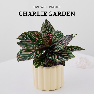 双线竹芋盆栽彩叶紫背办公室内桌面喜阴解压工位绿植好养活