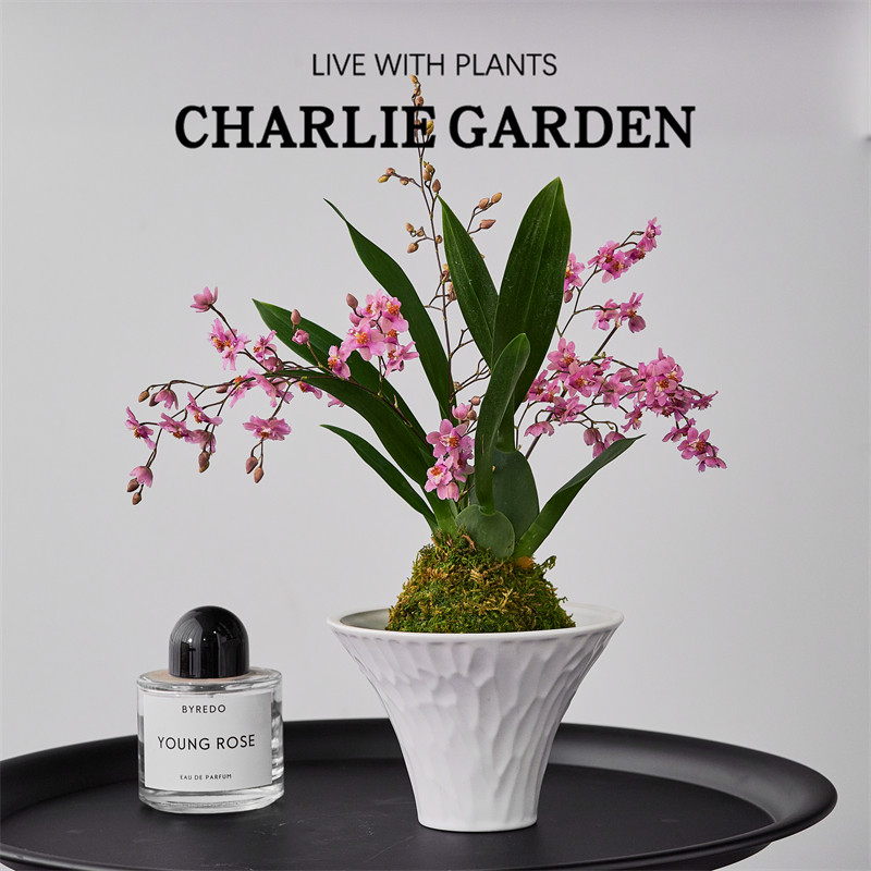 梦香兰苔藓白兰花盆栽带花苞室内客厅花卉绿植四季开花好养活植物,鲜花速递/花卉仿真/绿植园艺,国兰/杂交兰/洋兰类,淘宝优惠券,粉丝福利购,淘宝优惠卷