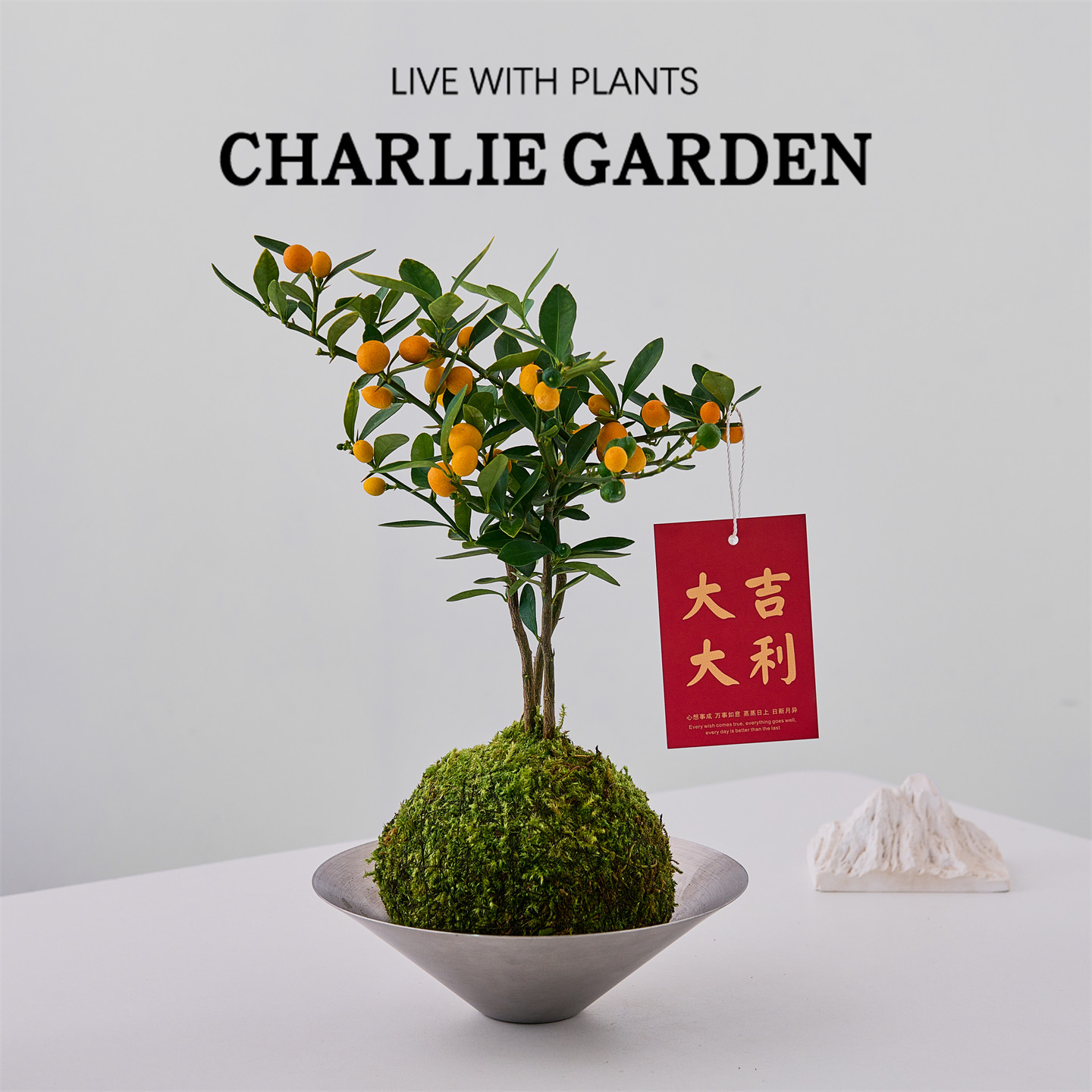 金豆苔藓金桔树盆栽带果室内绿植含盆易养护桌面装饰植物年宵花卉,鲜花速递/花卉仿真/绿植园艺,绿植,淘宝优惠券,粉丝福利购,淘宝优惠卷