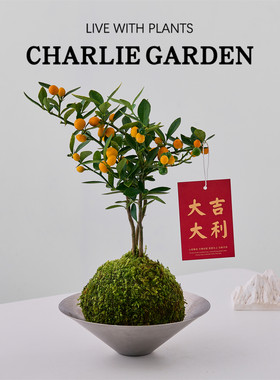室内绿植年宵花卉含盆易养护带果