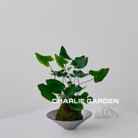 Heart leaf fern moss, heart leaf fern, indoor wall hanging, shade-tolerant small potted plant on the table, Valentine's Day gift thumbnail 3
