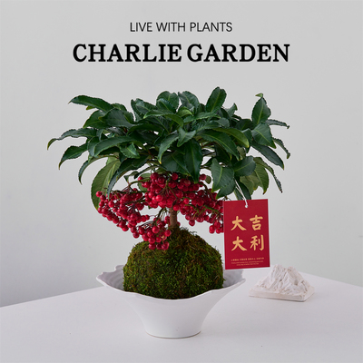 红色富贵籽苔藓绿植盆栽