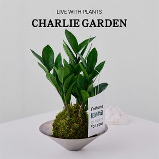 招财运金钱树苔藓球办公室内桌面绿植花卉盆栽工位绿植放轻松好养