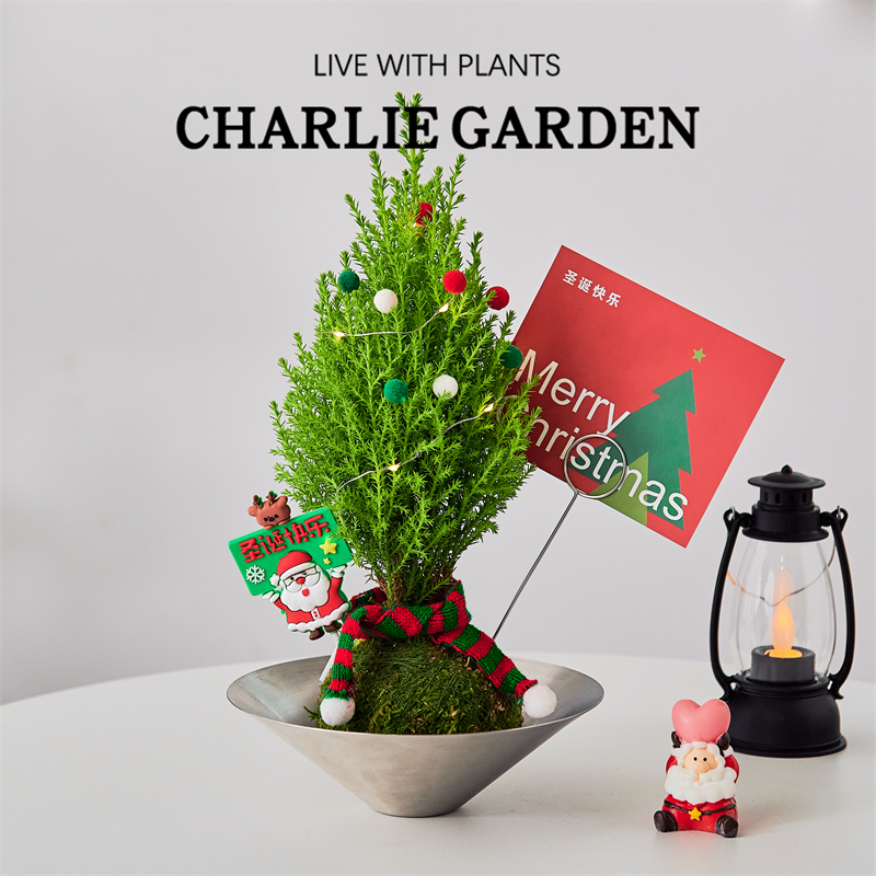 香松室内办公室好养圣诞节礼物