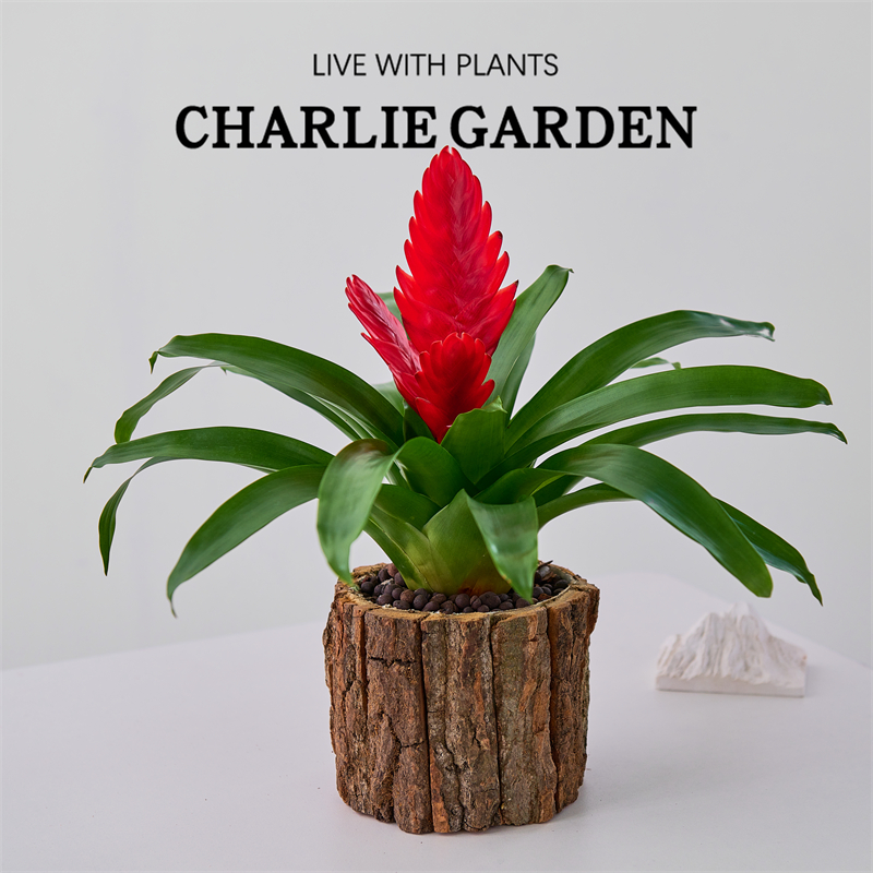 喜庆招财鸿运当头招财手盆栽绿植