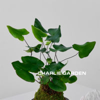 Heart leaf fern moss, heart leaf fern, indoor wall hanging, shade-tolerant small potted plant on the table, Valentine's Day gift thumbnail 6