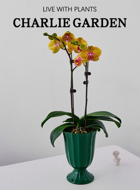 蝴蝶兰盆栽黄色含盆室内绿植花卉办公室摆件年宵花卉好养耐养送礼