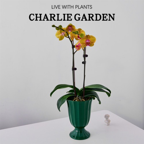 蝴蝶兰盆栽黄色含盆好养耐养