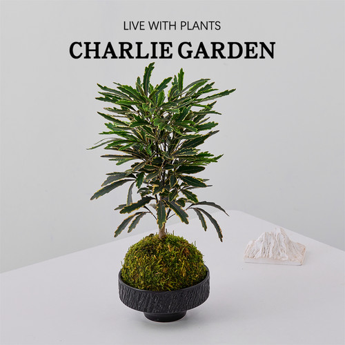 孔雀木苔藓球造型老桩绿植