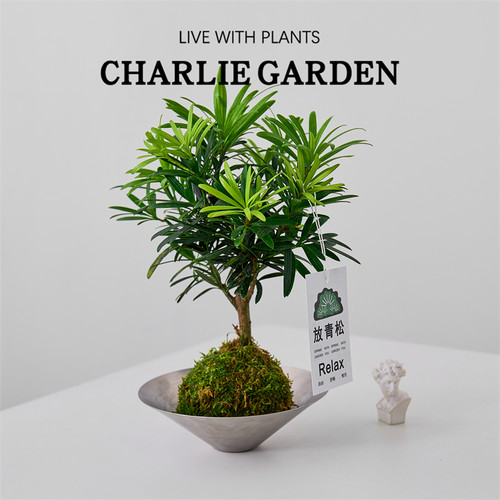 苔藓球罗汉松老桩水培室内办公室