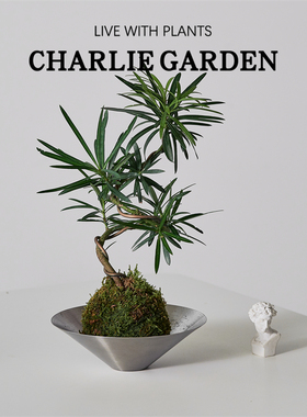 侘寂风茶室内装饰盆栽罗汉松造型桌面植物乔迁送礼网红好养植物