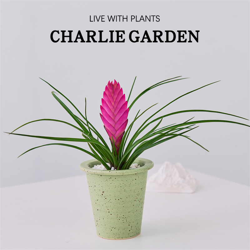 铁兰花盆栽紫花净化空气