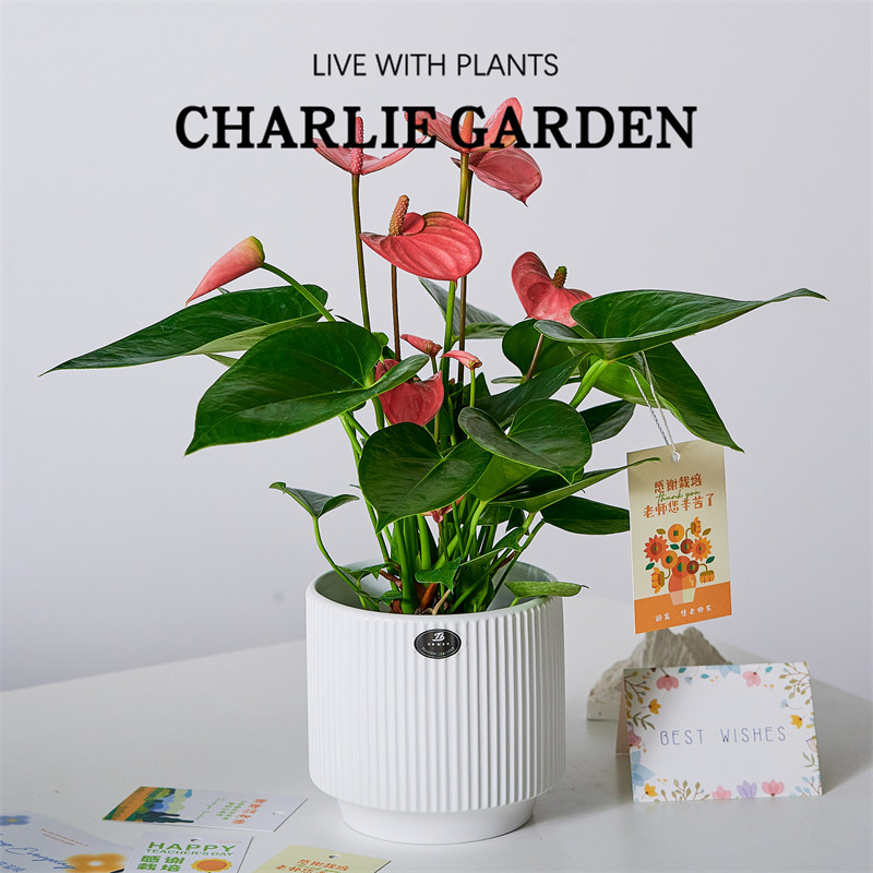 教师节花束粉掌粉皇冠室内耐阴植物盆栽办公室花卉感谢栽培礼物