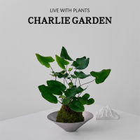 Heart leaf fern moss, heart leaf fern, indoor wall hanging, shade-tolerant small potted plant on the table, Valentine's Day gift thumbnail 8