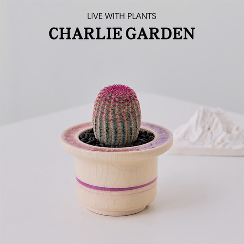 红太阳仙人球盆栽净化空气