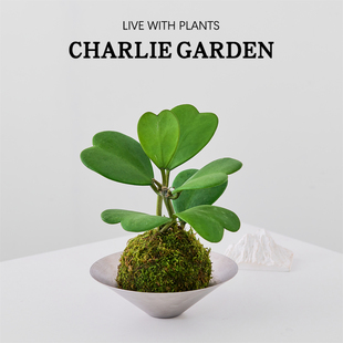 心叶球兰苔藓球办公室内桌面绿植花卉盆栽工位绿植节日送礼好养活