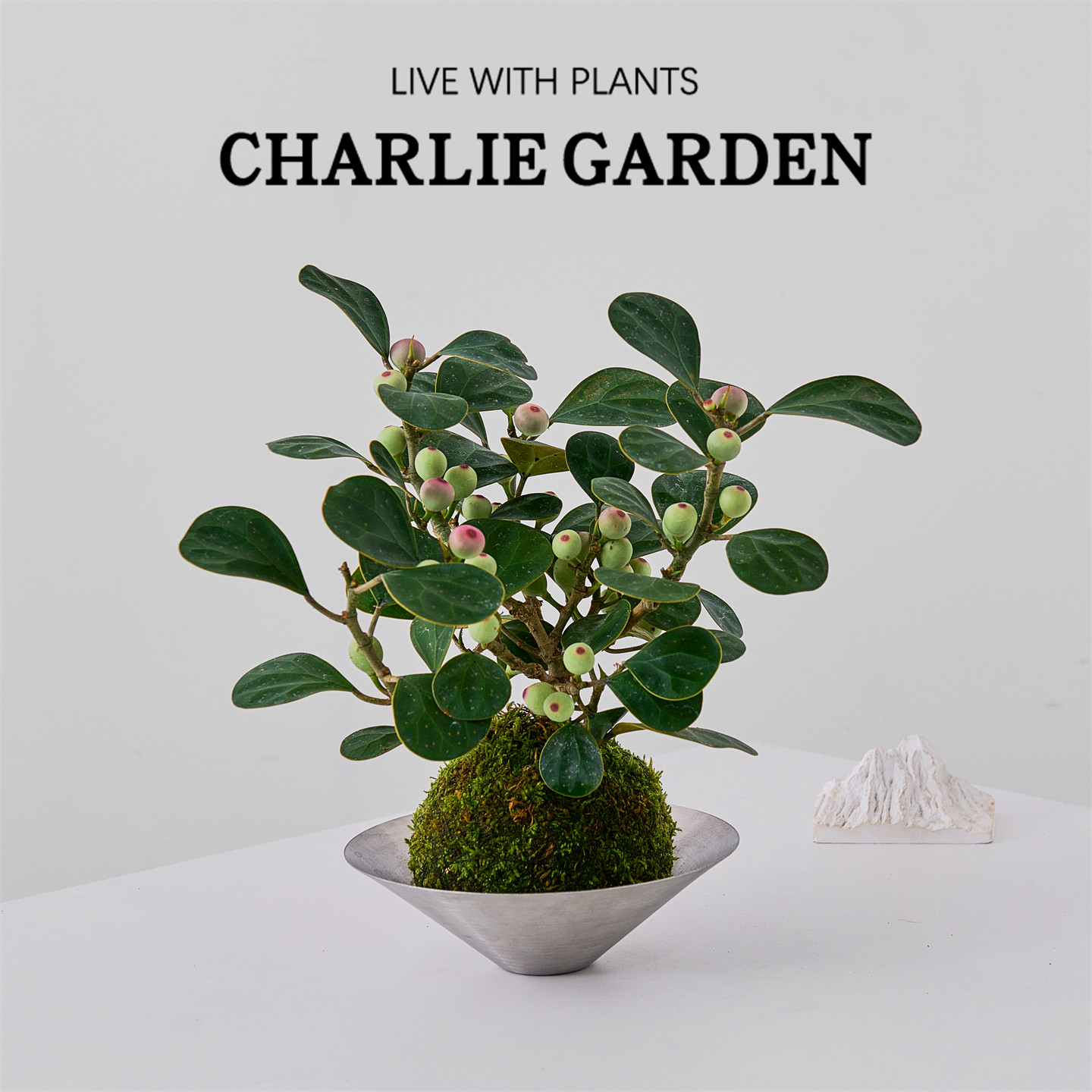 小盼菩提苔藓球盆栽室内植物办公室桌面好养植物禅意盆景带果绿植,鲜花速递/花卉仿真/绿植园艺,绿植,淘宝优惠券,粉丝福利购,淘宝优惠卷